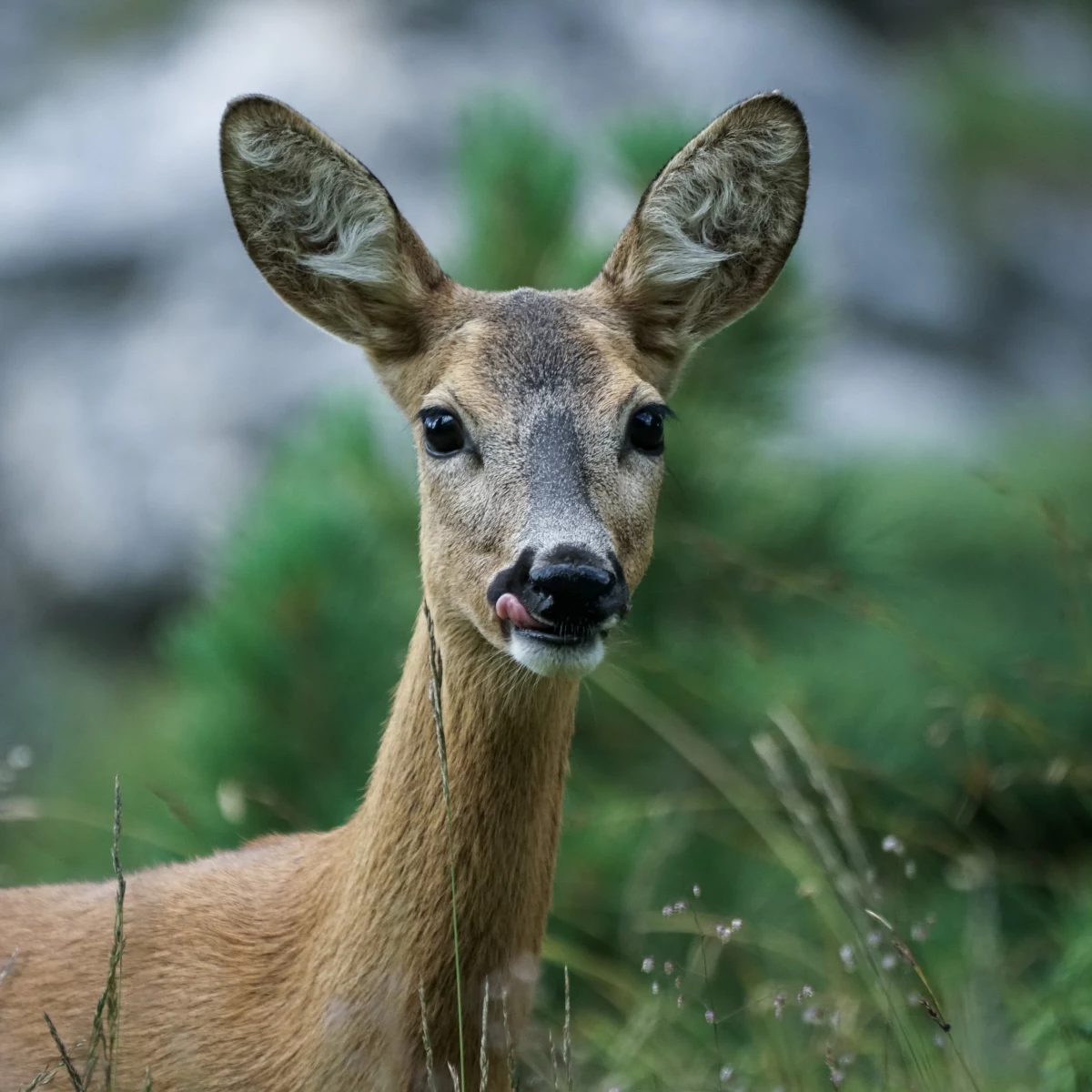 Sarna - dzika natura Jagodowa Osada